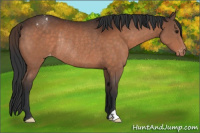 Horse Color:Brown Appaloosa Rabicano 