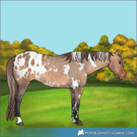 Horse Color:White Spotted Bay Dun Blanket Rabicano 