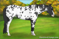Horse Color:White Spotted Black Sabino Appaloosa Rabicano 