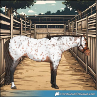 Horse Color:Bay Roan Appaloosa Rabicano 