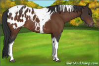 Horse Color:Brown Tobiano Appaloosa 