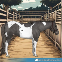 Horse Color:Smoky Black Tobiano Appaloosa 