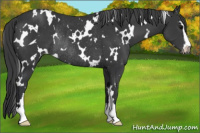 Horse Color:White Spotted Black Sabino Varnish Rabicano 