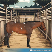 Horse Color:White Spotted Bay Rabicano 