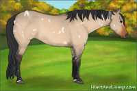 Horse Color:White Spotted Bay Dun Rabicano 