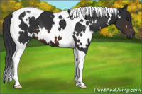 Horse Color:White Spotted Brown Tobiano 