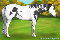 Horse Color:White Spotted Black Splash Tobiano Varnish Rabicano 