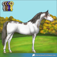 Horse Color:Liver Chestnut Mushroom Sabino Frame 