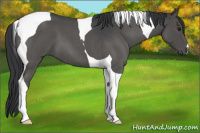 Horse Color:Blue Roan Tobiano 