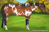 Horse Color:White Spotted Brown 