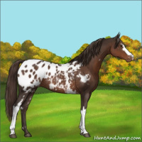 Horse Color:White Spotted Liver Chestnut Appaloosa Rabicano 