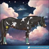 Horse Color:White Spotted Liver Chestnut