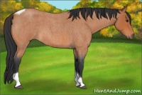 Horse Color:Bay Roan Tobiano 