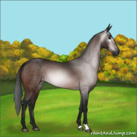 Horse Color:Gray Bay 