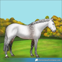 Horse Color:Gray Bay 