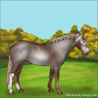 Horse Color:Gray Chestnut 