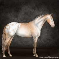 Horse Color:Gray Perlino Appaloosa 