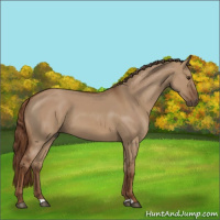 Horse Color:Red Dun 