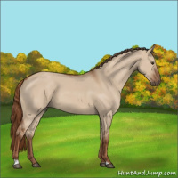 Horse Color:Red Dun 