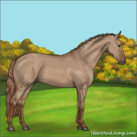 Horse Color:Red Dun 