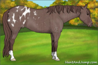 Horse Color:Chocolate Grullo Appaloosa Brindle 