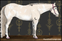 Horse Color:White Spotted Perlino 