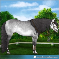 Horse Color:Platinum Buckskin Chinchilla 