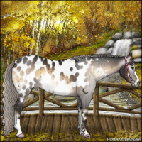 Horse Color:Gray Silver Bay Onyx Appaloosa 