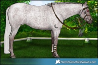 Horse Color:Chocolate Silver Smoky Blue Chinchilla Roan 