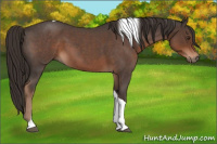 Horse Color:Liver Red Roan Tobiano 