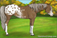 Horse Color:Chocolate Palomino Sabino Blanket 