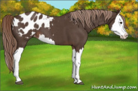 Horse Color:Liver Red Roan Splash Blanket 