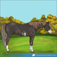 Horse Color:Liver Chestnut Sabino Splash