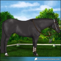 Horse Color:Smoky Black Chinchilla Rabicano 