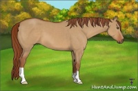 Horse Color:Red Dun 