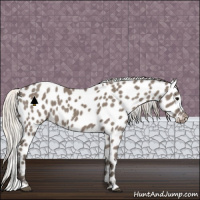 Horse Color:Silver Grullo Appaloosa 