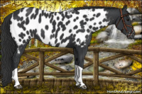 Horse Color:Black Tobiano Near Leopard 
