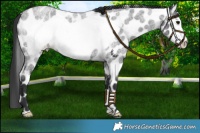 Horse Color:Blue Roan Frame Appaloosa 