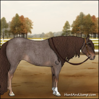 Horse Color:Liver Red Roan