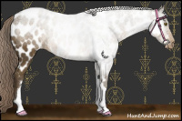 Horse Color:Chocolate Palomino Near Leopard 