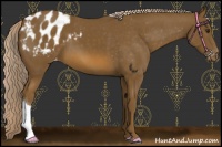 Horse Color:Chocolate Palomino Appaloosa