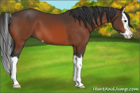 Horse Color:Bay Sabino Splash 