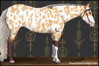 Horse Color:Chocolate Silver Buckskin Appaloosa Rabicano 