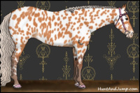 Horse Color:Chocolate Silver Bay Near Leopard 