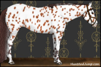 Horse Color:Chocolate Bay Near Leopard 