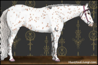 Horse Color:Chocolate Silver Bay Roan Appaloosa 