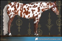 Horse Color:Chocolate Silver Brown Near Leopard Rabicano 