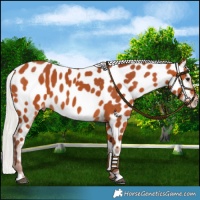 Horse Color:Chocolate Silver Bay Near Leopard Rabicano 