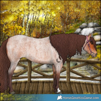 Horse Color:Chocolate Bay Roan