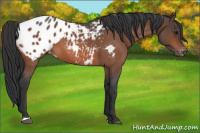 Horse Color:Bay Roan Blanket 